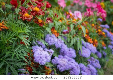 Garden Bed Of Bluemink, French Marigold And Other Flowers