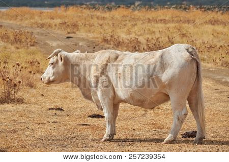 Charolais Cow, Ruminating After Grazing In The Dehesas Of Extremadura. Spain