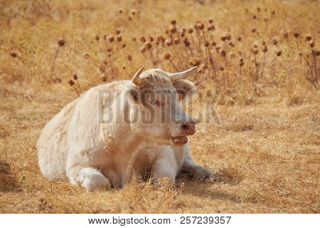 Charolais Cow, Ruminating After Grazing In The Dehesas Of Extremadura. Spain