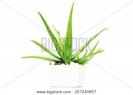 Aloe Vera Is On A White Background