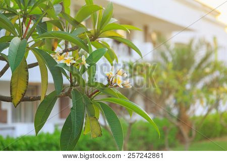 Blooming White Plumeria Flowers On Greem Tree Branch. Exotic Tropical Flowers