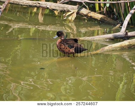 Photography Of A Chestnut Teal (scientific Name: Anas Castanea)