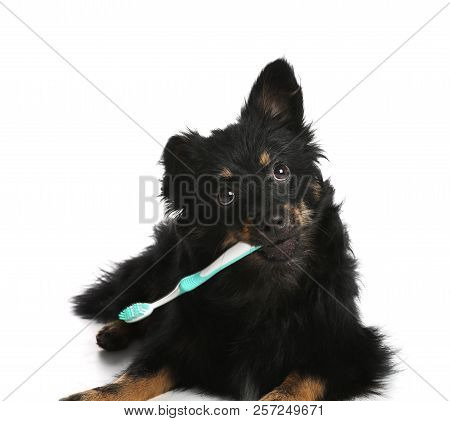 Cute Long Haired Dog With Toothbrush On White Background. Pet Care