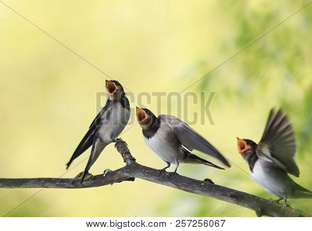 Chicks Birds Village Swallows Sit On The Frost Over A Reservoir And Uncovered Their Small Beaks In A