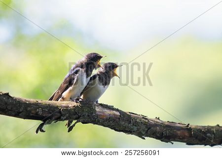 Pair Little Hungry Chicks Birds Village Swallows Sit On The Frost Over A Reservoir And Uncovered The