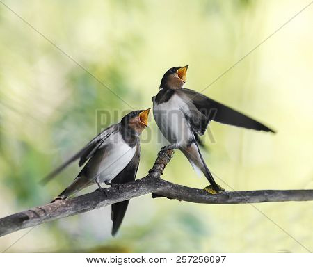 Two  Little Hungry Chicks Birds Village Swallows Sit On The Frost Over A Reservoir And Uncovered The