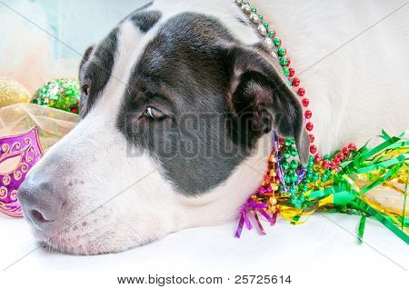 狗生病后太多派对