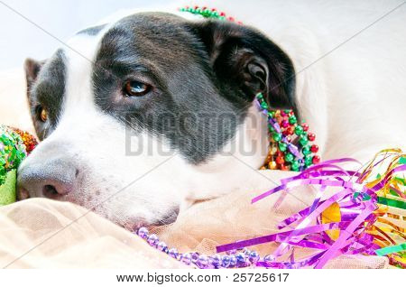 狗生病后太多派对