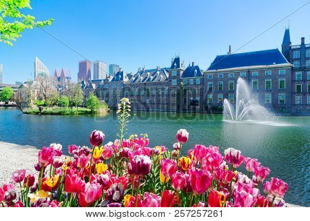 Binnenhof - Dutch Parliament With Growing Tulips, The Hague, Holland
