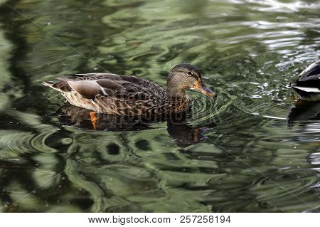 Female Mallard Wild Duck (anas Platyrhynchos) Swimming On The Lake. Photography Of Nature And Wildli