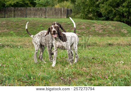 German Shorthaired Pointer, German Kurtshaar Two Puppies Age Three Months Standing On The Grass, Sil