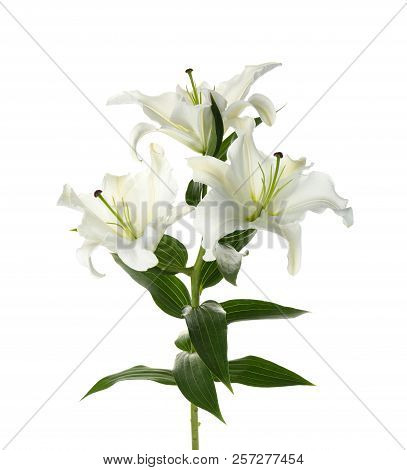 Beautiful Lilies On White Background. Funeral Flowers