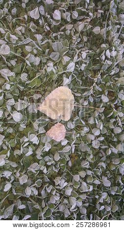 Leaves On The Grass In Autumn. Sibir.