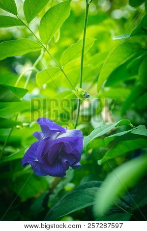 Butterfly Pea On The Tree With Purple Flowers Cut With Green Leaves