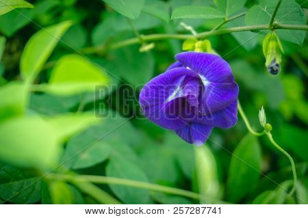 Butterfly Pea On The Tree With Purple Flowers Cut With Green Leaves.