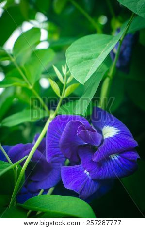 Butterfly Pea On The Tree With Purple Flowers Cut With Green Leaves