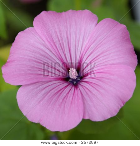 ピンクの花