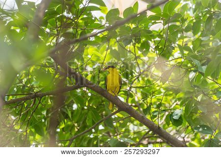Bird (black-naped Oriole, Oriolus Chinensi) Yellow Color Perched On A Tree In A Nature Wild