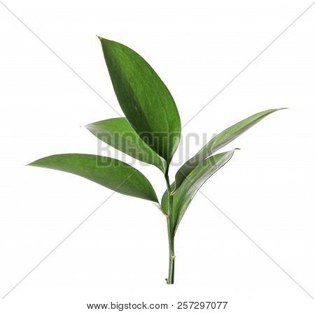 Ruscus Branch With Fresh Green Leaves On White Background
