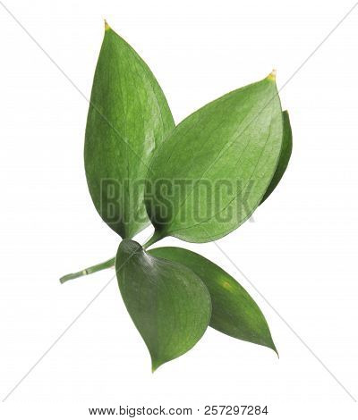 Ruscus Branch With Fresh Green Leaves On White Background