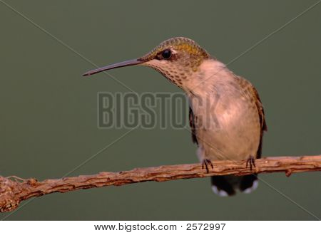 Ruby - Throated Hummingbird (Archilochus Colubris)