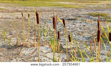 Cracked Dry Soil In Dried Out Lake With Remaining Resilient Plants After Hot Extreme Summer And Drou