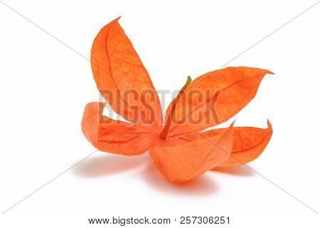 Winter Cherry Isolated In White Background. Inca Berry. Physalis .