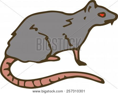 Big Gray Rat With Long Pink Tail. Isolated On A White Background