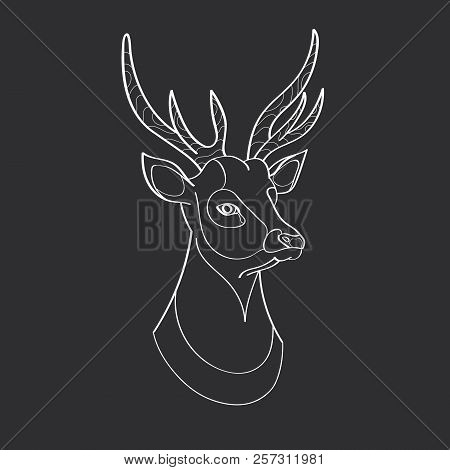 Young Beautiful Red Deer Crowned With Horns
