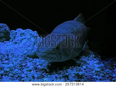 Closeup Wolf Fish Or Hoplias Malabaricus Underwater