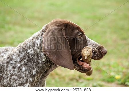 German Shorthaired Pointer, German Kurtshaar One Spotted Puppy Standing On A Meadow In Profile, Hold