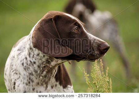 German Shorthaired Pointer, German Kurtshaar One Spotted Puppy Standing On A Meadow In Profile, Ears