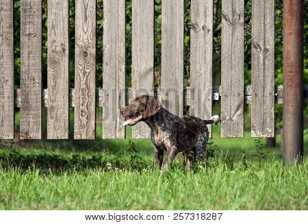 German Shorthaired Pointer, German Kurtshaar One Spotted Puppy Standing On The Grass Near The Wooden