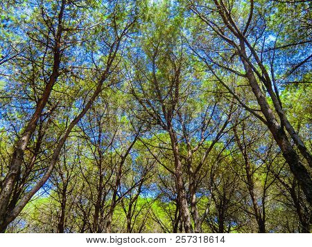 Pines At The Beach Of Porto Ainu, Near Budoni, Gallura, East Sardinia, Sardinia, Italy, Europe