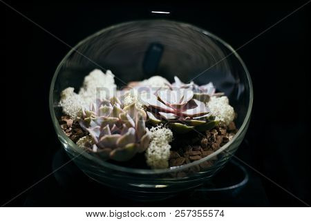 Japanese Flower Arrangement On Dlack Backdrop - Ikebana