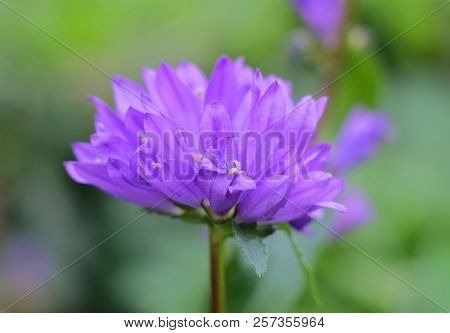 Inflorescence Of The Bell Flower (c. Glomerata) Among The Green Grass.
