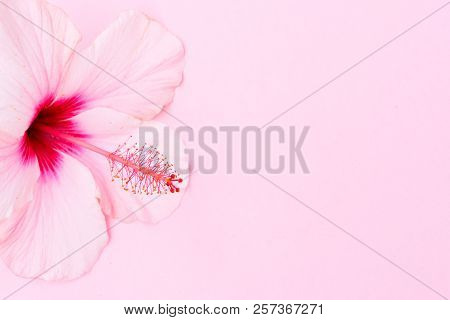 Wellness Background With Fresh Hibiscus Flower On Pink