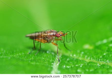 The Bedbug Sits On A Leaf.in The Morning The Grass Is Covered With Dew.