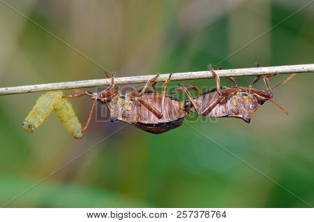 The Bedbug Caught The Caterpillar.the Second Bedbug Wants To Take Away The Prey.