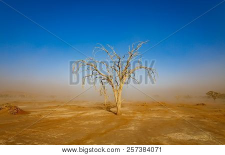 Dead Tree Under Sandstorm In African Desert, Blue Sky