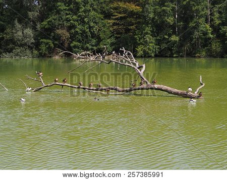 Photography Of Some Ducks On A Tree Branch Above Water