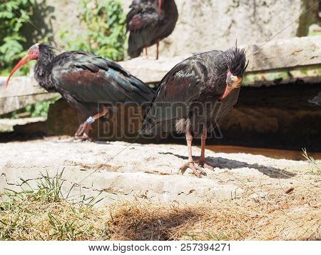 Photography That Is Showing A Northern Bald Ibis (scientific Name: Geronticus Eremita)