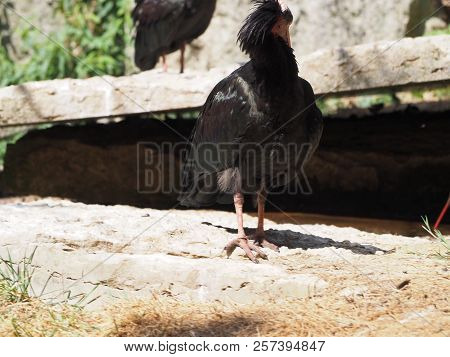 Photography That Is Showing A Northern Bald Ibis (scientific Name: Geronticus Eremita)