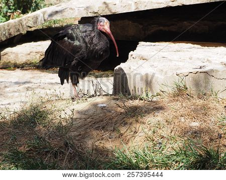 Photography That Is Showing A Northern Bald Ibis (scientific Name: Geronticus Eremita)