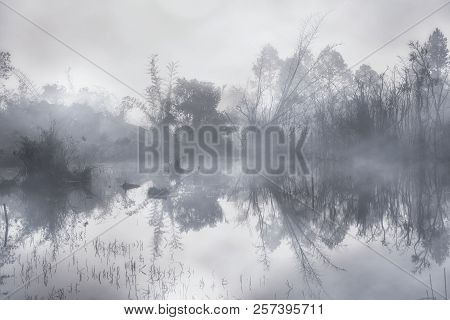 Mysterious Forest At Foggy Morning In Swamp Area In Thung Salaeng Luang, Phetchabun
