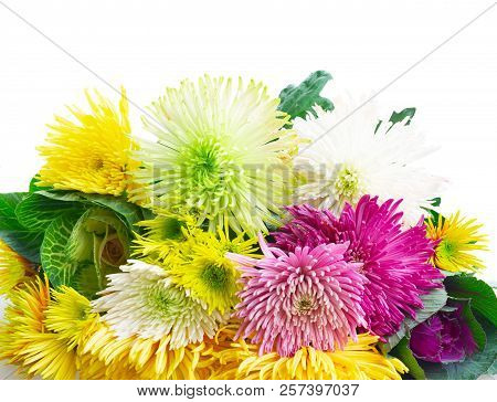 Chrisantemum Fresh Fall Flowers Border Isolated On White Background