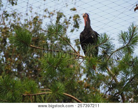 Photography That Is Showing A Northern Bald Ibis (scientific Name: Geronticus Eremita)