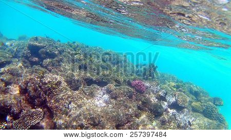 Fish-surgical Akantnuridae, Seabreams And Swim Around A Bright Colored Coral Reef In The Red Sea In