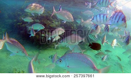Fish-surgical Akantnuridae, Seabreams And Swim Around A Bright Colored Coral Reef In The Red Sea In