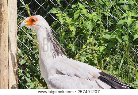 Photography That Is Showing A Secretary Bird (scientific Name: Sagittarius Serpentarius)